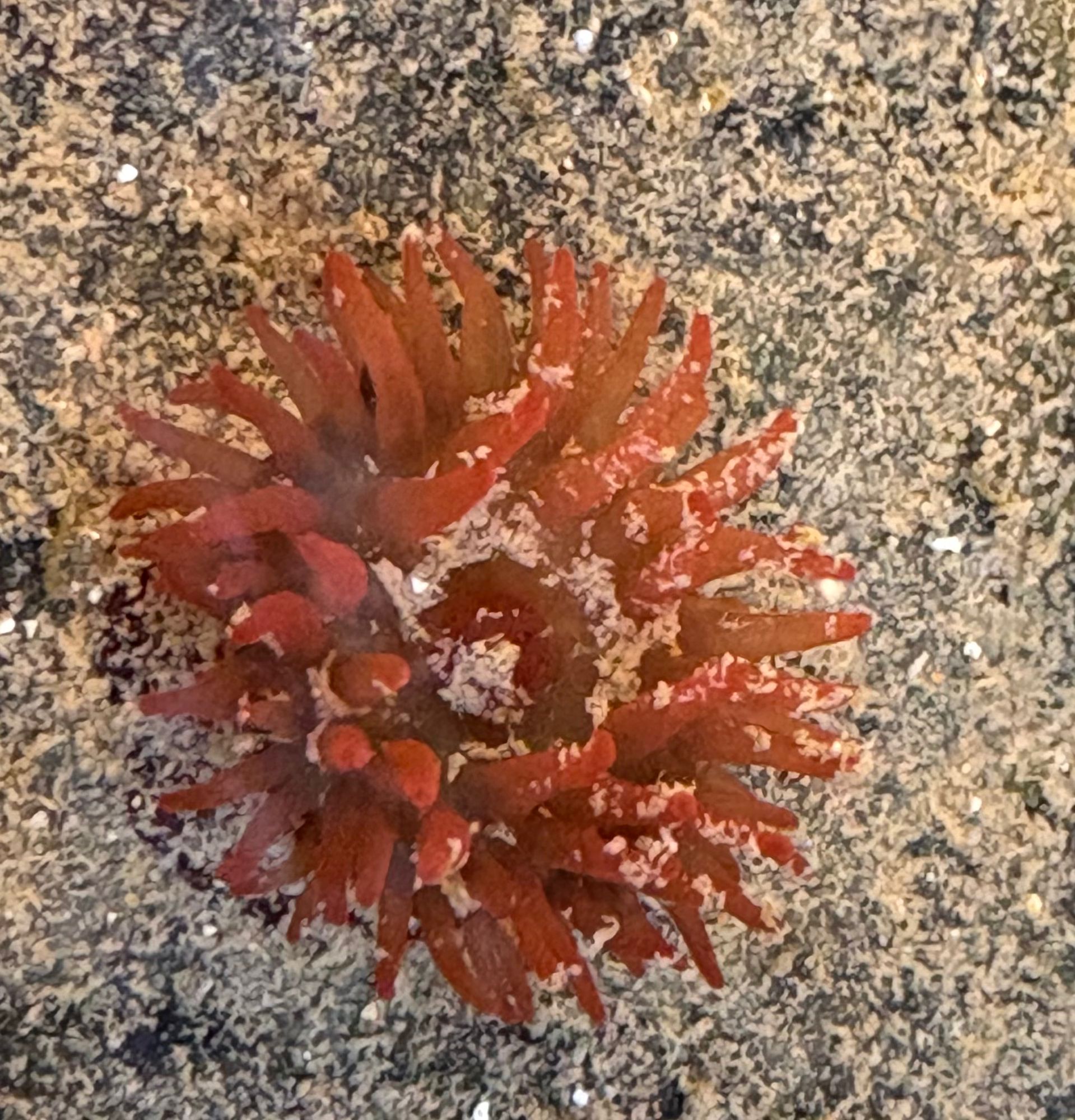 A beadlet sea anemone in a Wirral rockpool