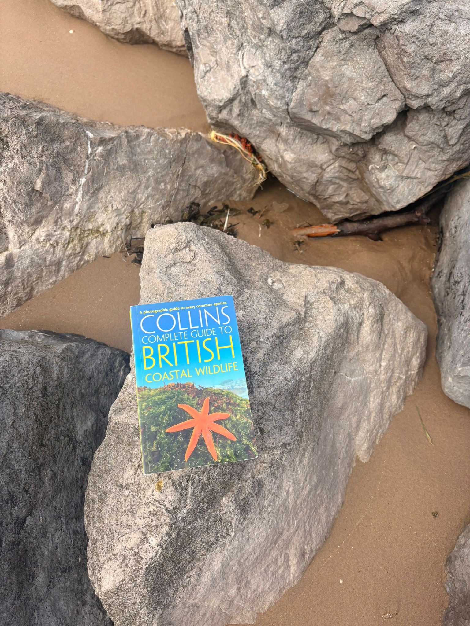 A seaweed identification guide being used during a shore search