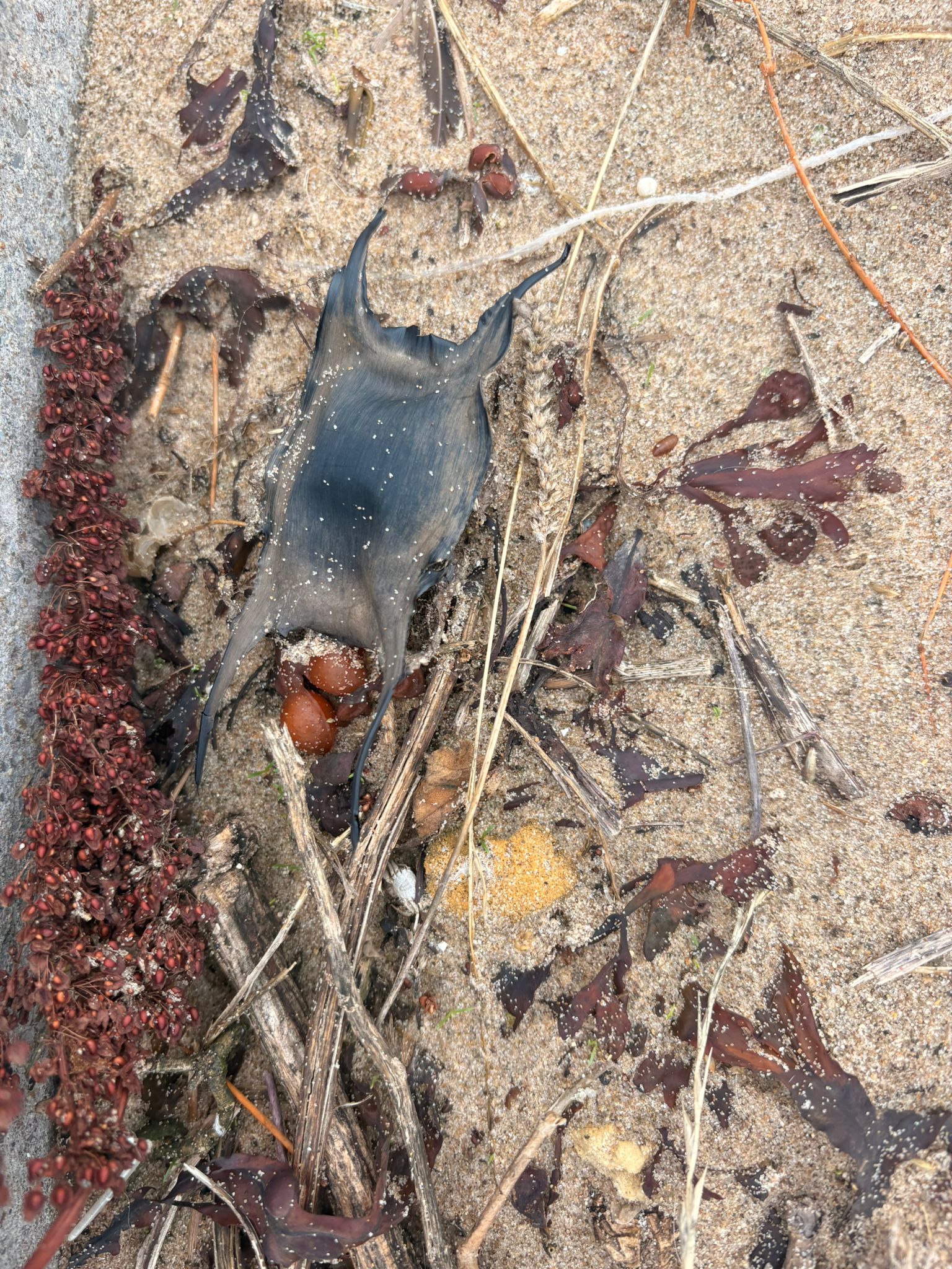 A mermaid's purse, the egg case of a small shark, on the strandline