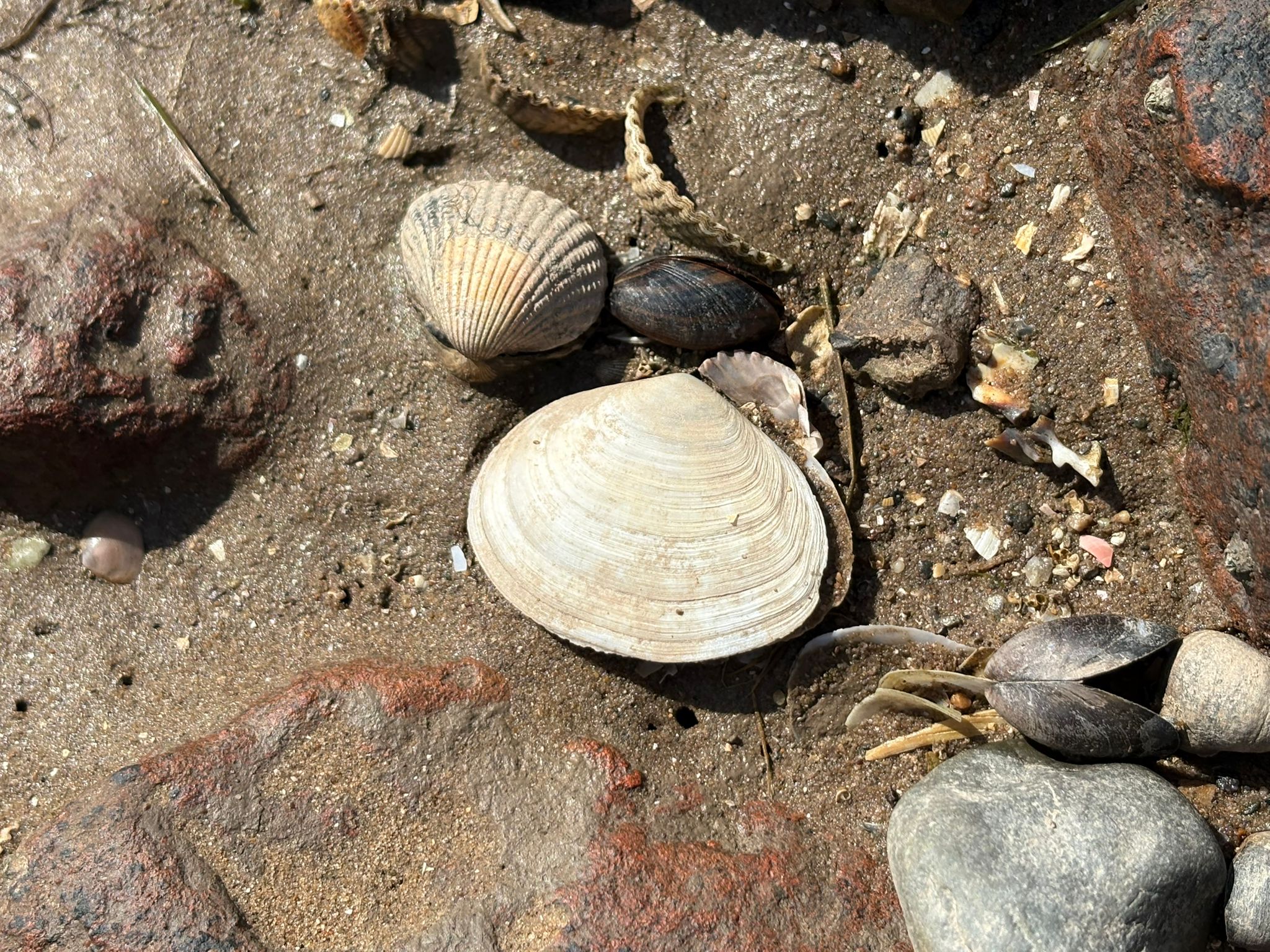 Rayed trough shell and common cockle shells on the sand