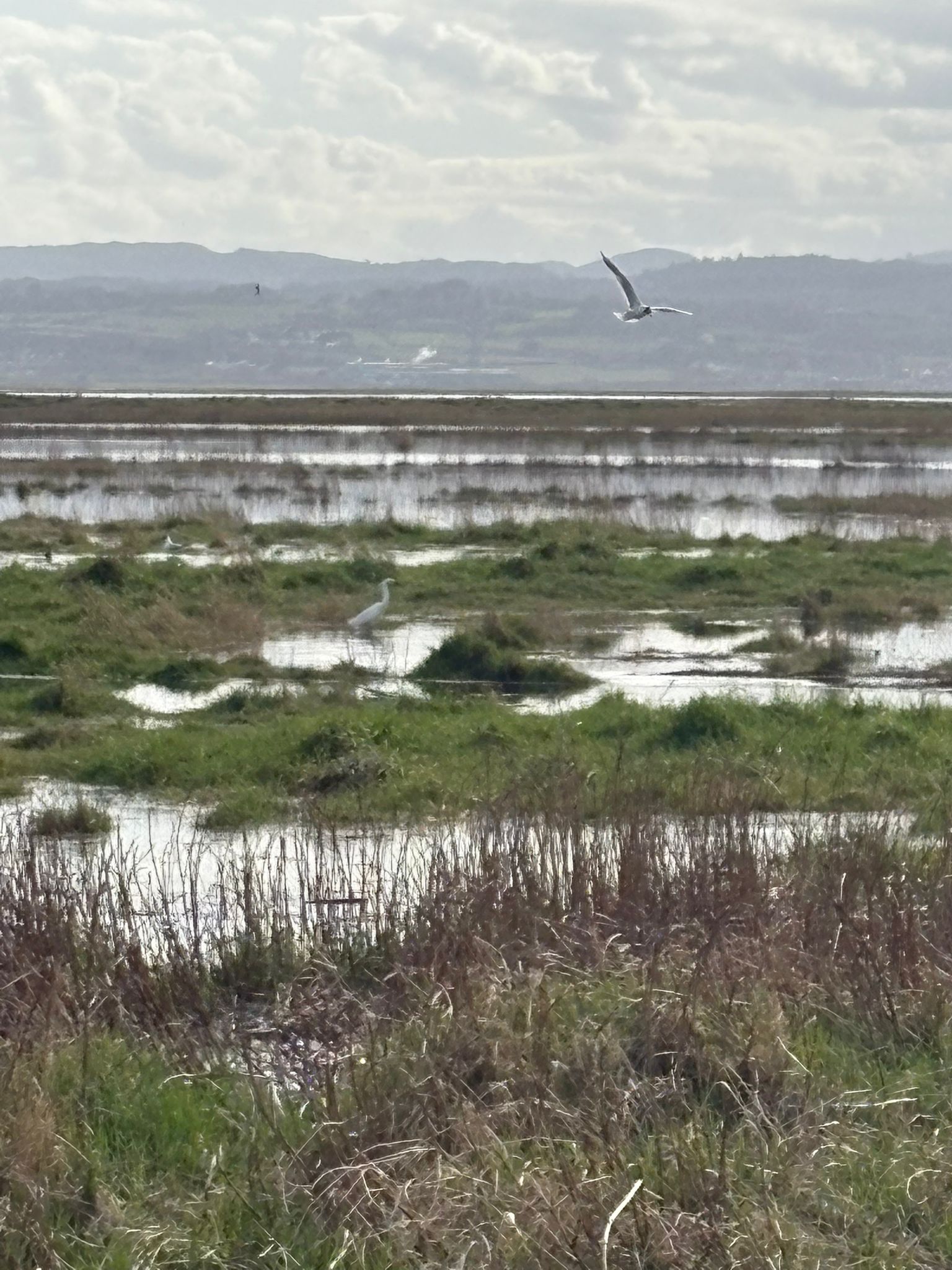 A wading bird on the Dee salt marsh, Wirral