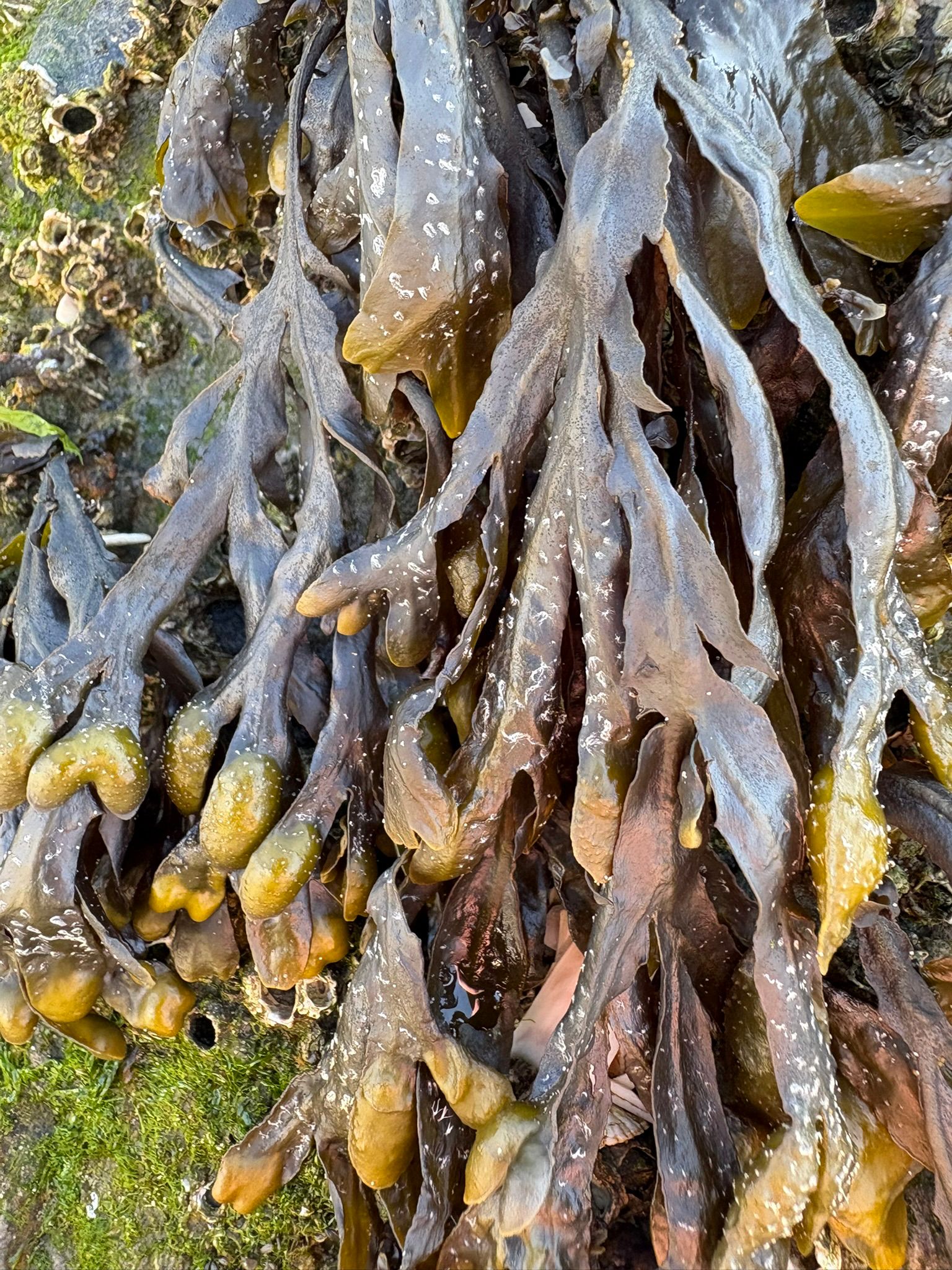 Channelled wrack seaweed on rocks