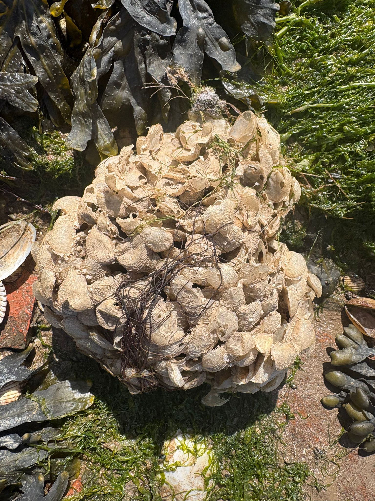 Common whelk egg case found on a Wirral beach