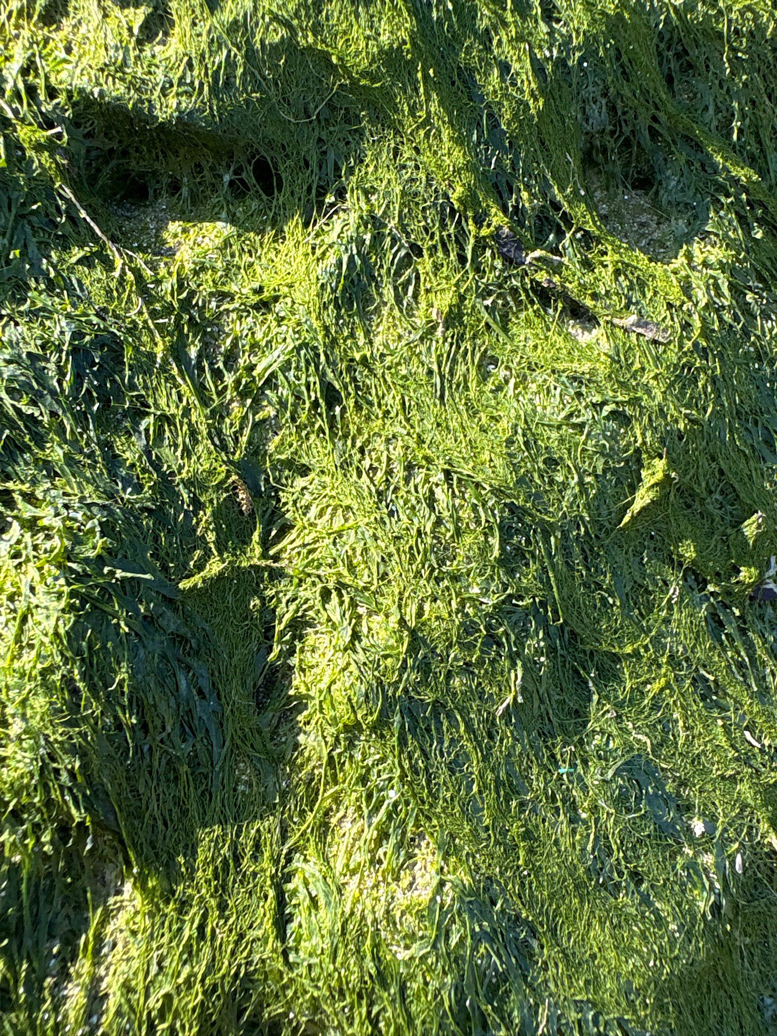 Gut weed and sea lettuce on the shore
